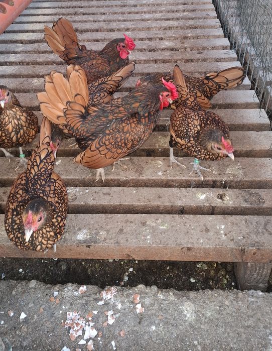 Oua sebright auriu, argintiu