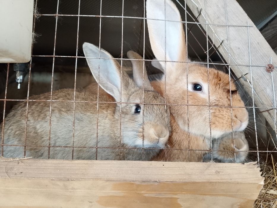 Продам кроликов разных возрастов.