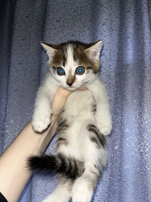 Отдаем котят в добрые руки