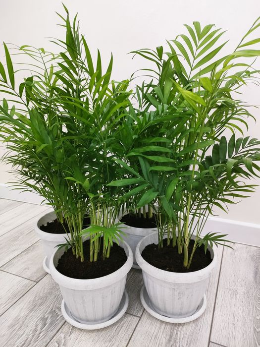 Комнатные растения. Доставка