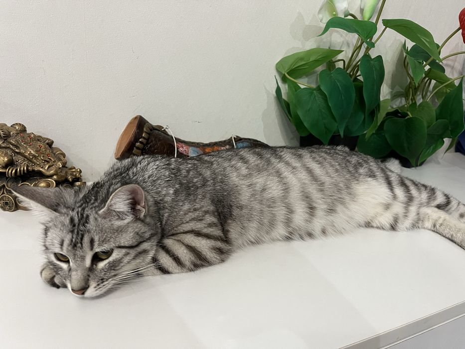 Кошка в добрые руки