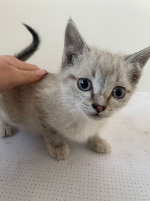 котята бесплатно