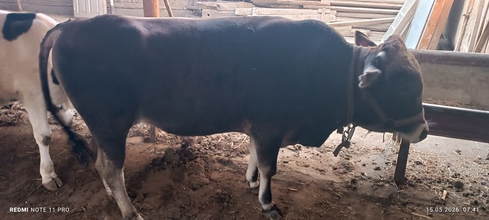 Buqa sotiladi 23 m