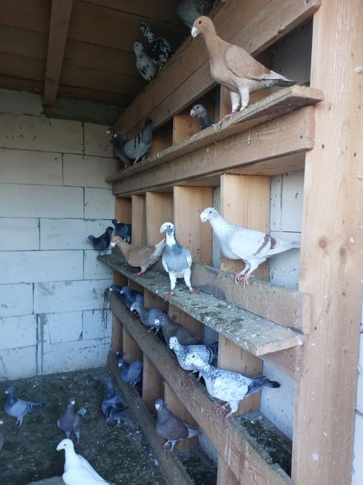 De vânzare voiajori  germani