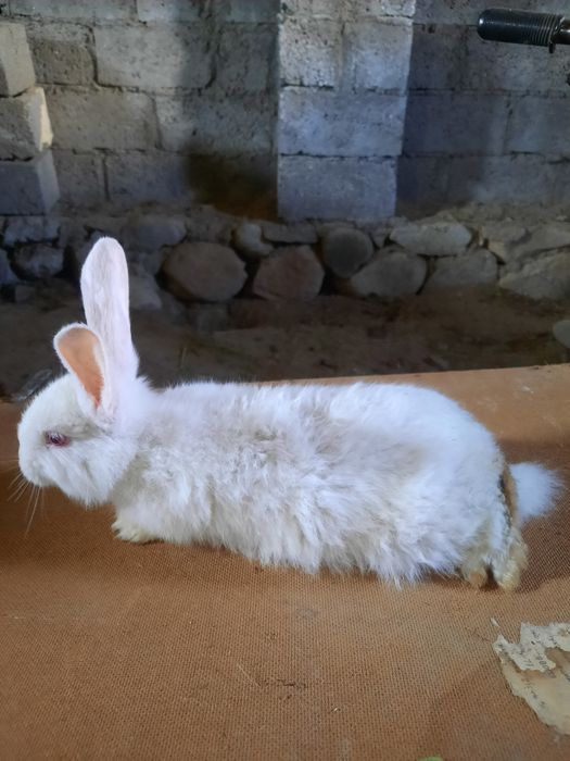 Quyon bolalari sotiladi