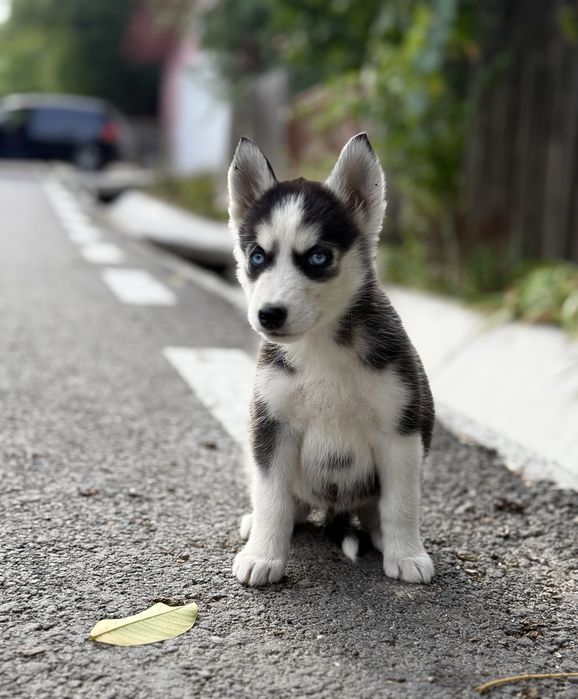 Femela husky siberian (exemplar deosebit)!