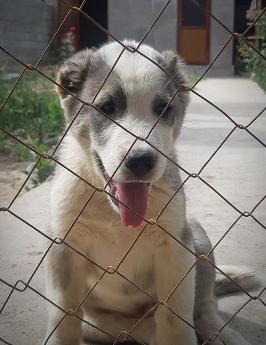 Алабай зотли  2 ойлик кучук