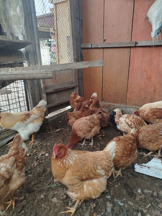 Продам домашные куры