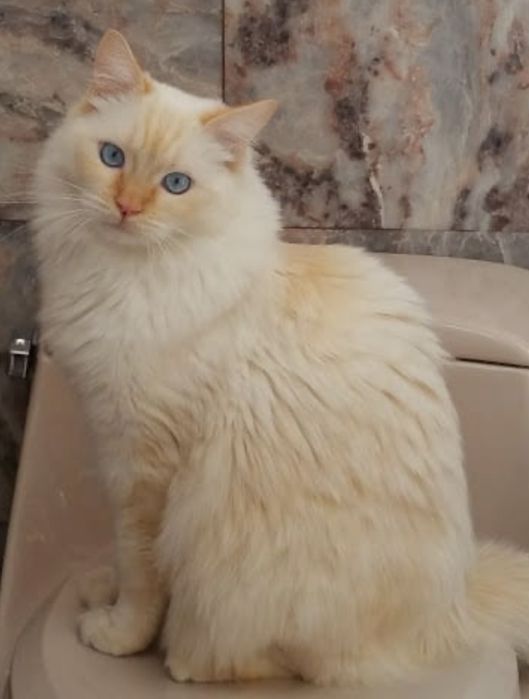 Рагдол Регдол /Ragdoll