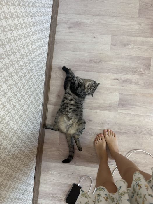 Стерелизоыанная кошка в любищие руки