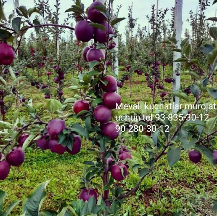 Karlek va polekarlek kuchatlar