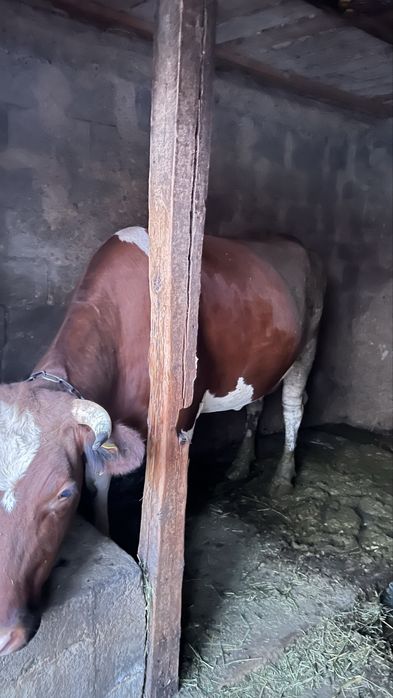 Корова зовут Малина