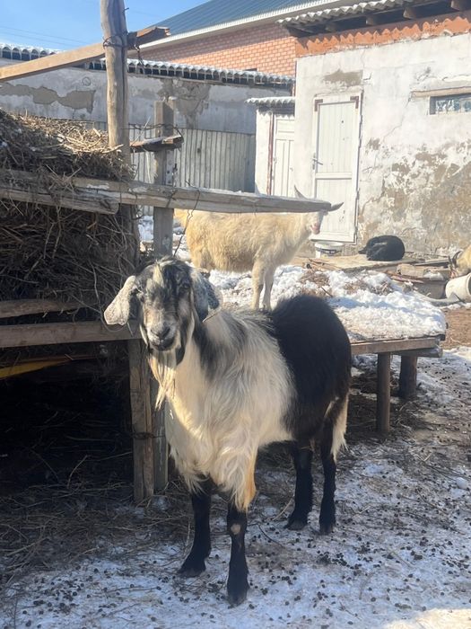 Альпийский ТЕКЕ БАҒАСЫ 130МЫҢ.