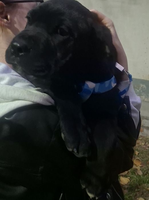 Продам щенков Кане Корсо