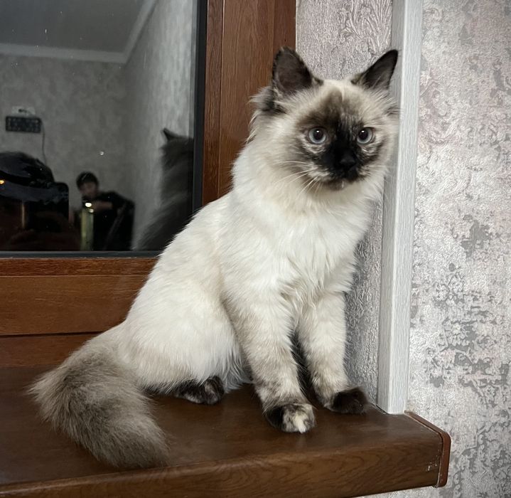 Birman mushugi 150¥