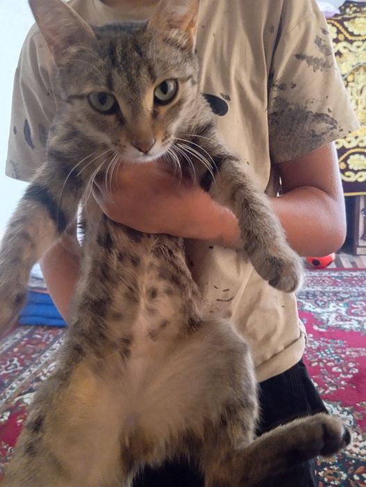 mushuk bepul beriladi 2 yosh qiz aqilli