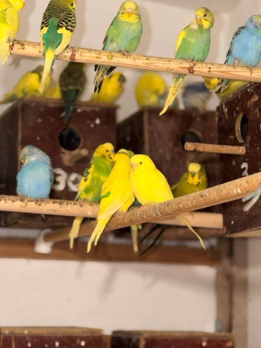 Papagali perusi – multe culori, pui sănătoși și jucăuși – 50 lei/buc!