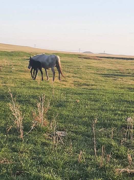 Продам кобылу с жеребёнком