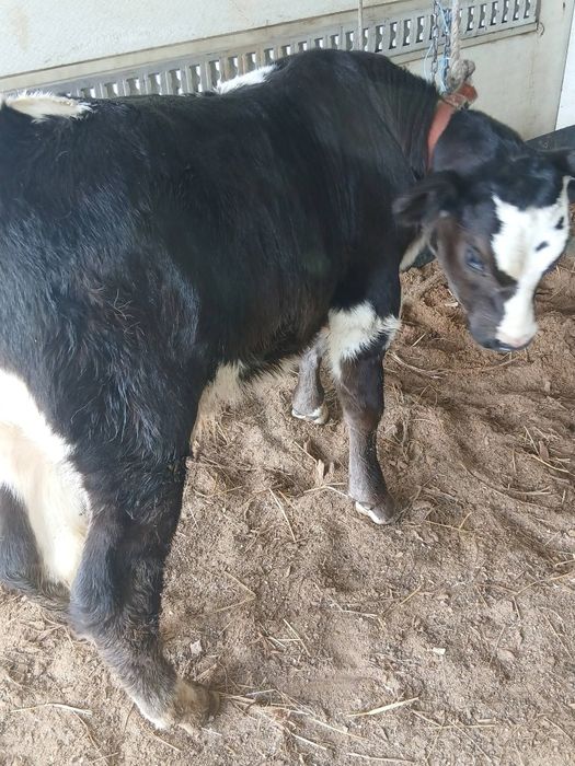 Vand un vitel si două vitele semi - intarcati.