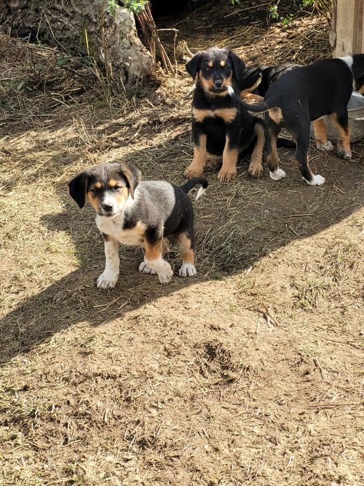 Donez Metiși de Copoi cu terrier