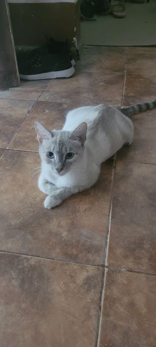 Одам котят новорождённых