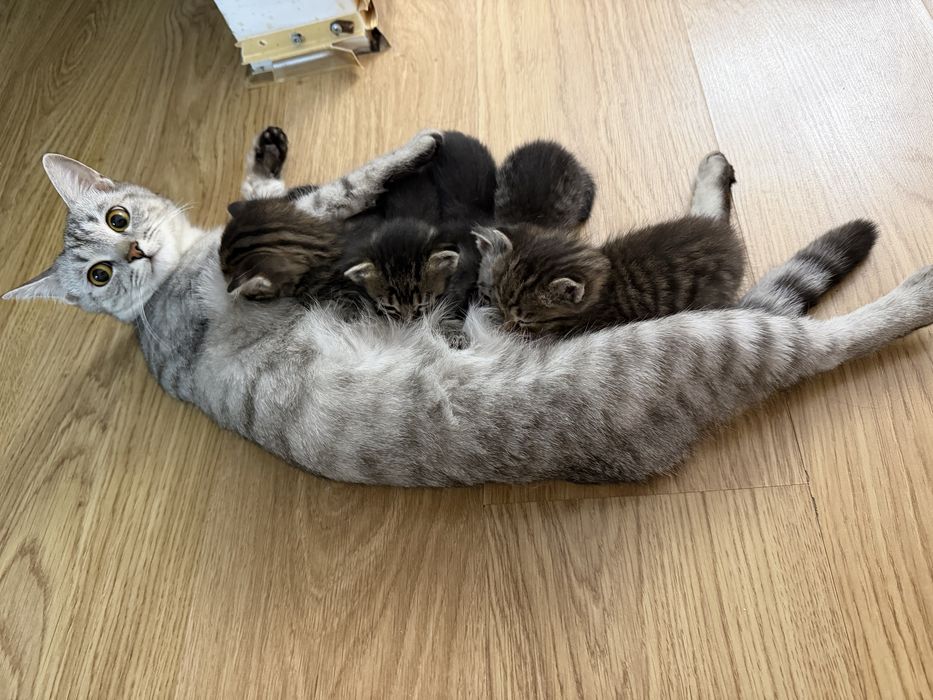 Кошка с котятами