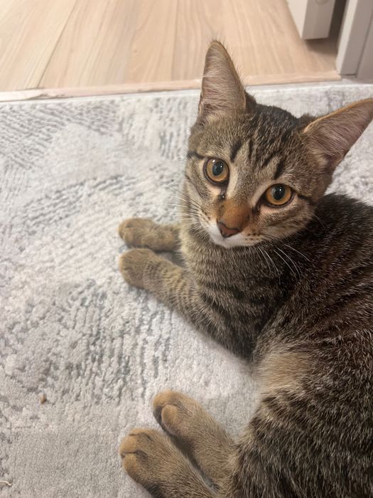 Котенок в любящие руки