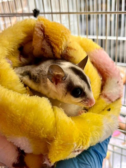 Сахарный поссум в «Живом Мире»