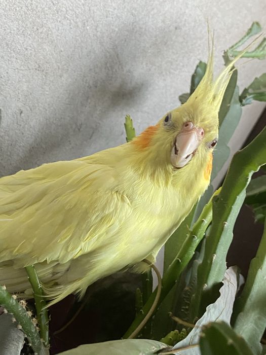 Попугай по имени кешью