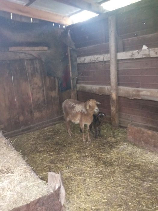 Продам баран с ягненком