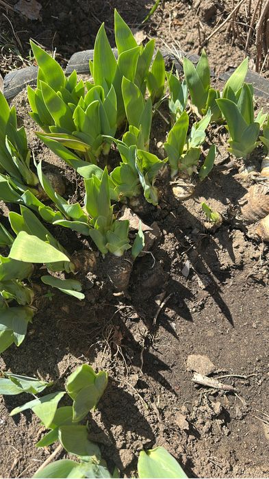 Ирис и Лилия продам луковицу