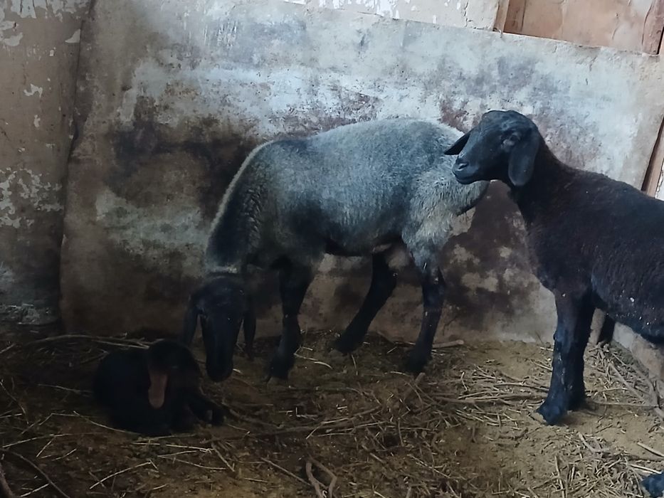 Qo'y sovliq qo'zichog'i bilan