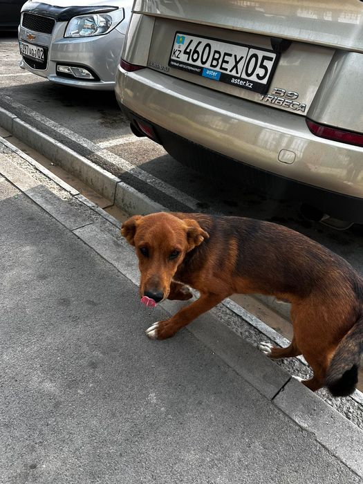 Щенок 5-6 месяцев