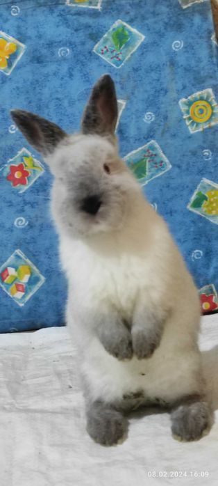 Кролики Евро Калифорнийской породы. Гарантия качества!
