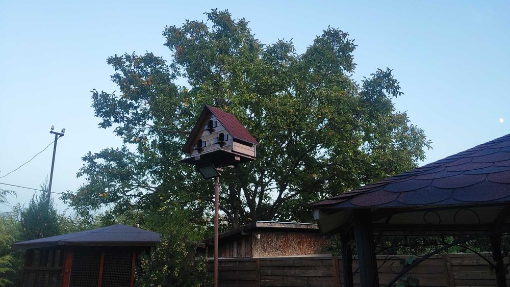 Къща за гълъби, птици