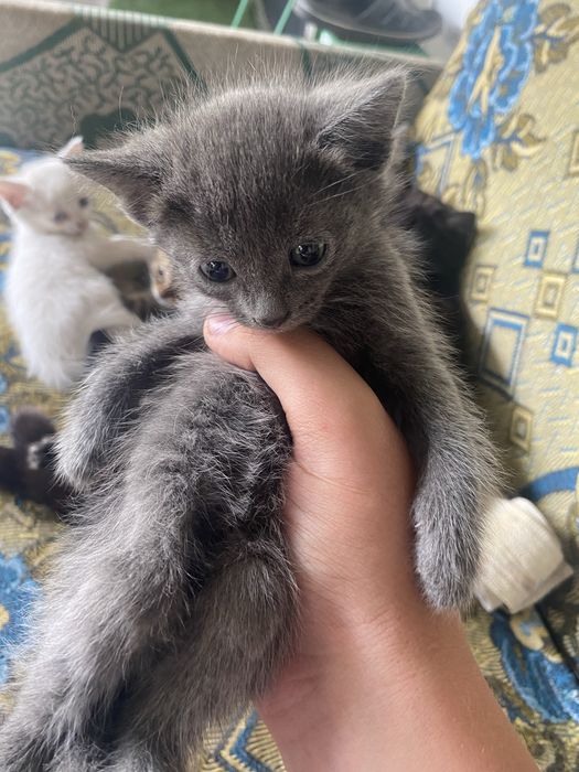Одам котят бесплатно