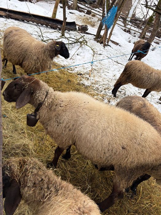 Berbec carabas de vânzare