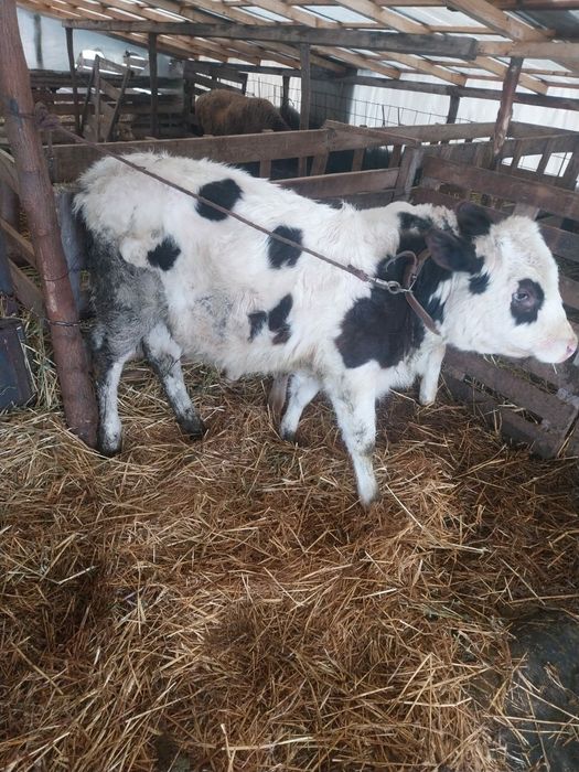 Vand junică 4 luni înțărcata