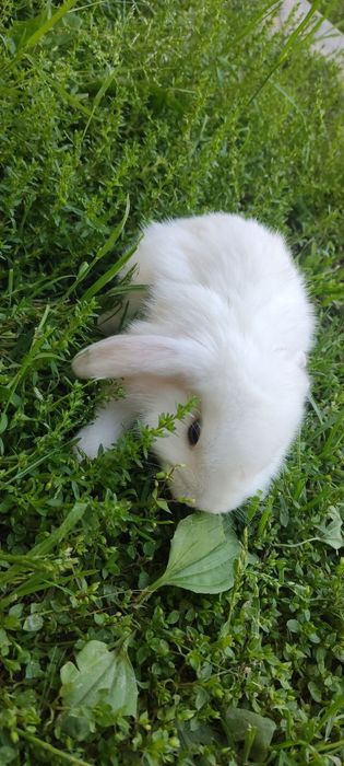 Кролики 1 месяц.quyonchalar 1 oylik