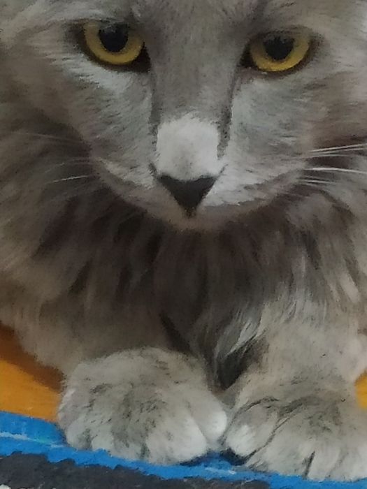 SCOTTISH zotli mushuk sotiladi! Kami vashi yoo, O'zi arzon sotvoma