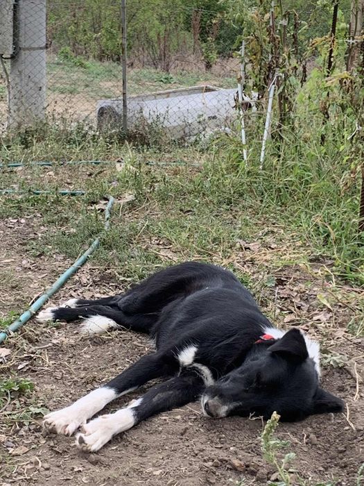 Женско кученце за осиновяване