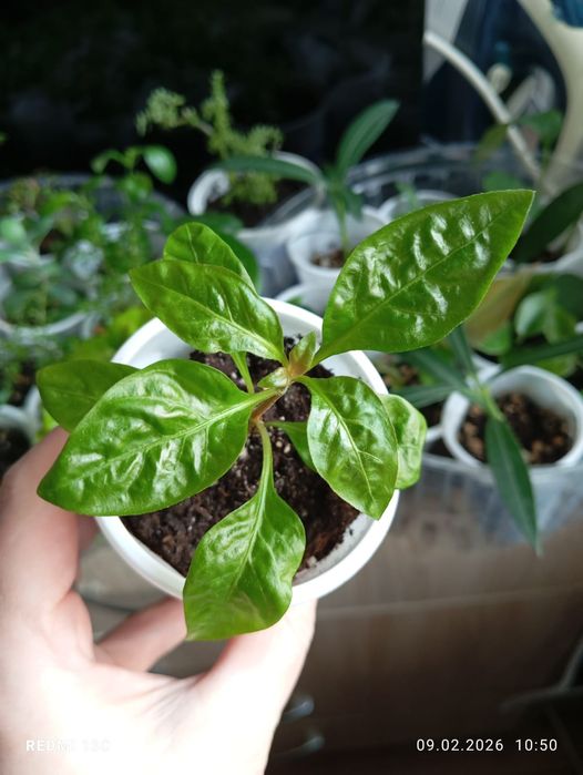 Продам отростки комнатных растений