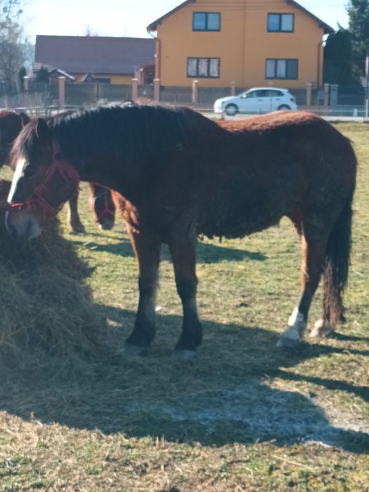 De vanzare manzi si tot ce se vede