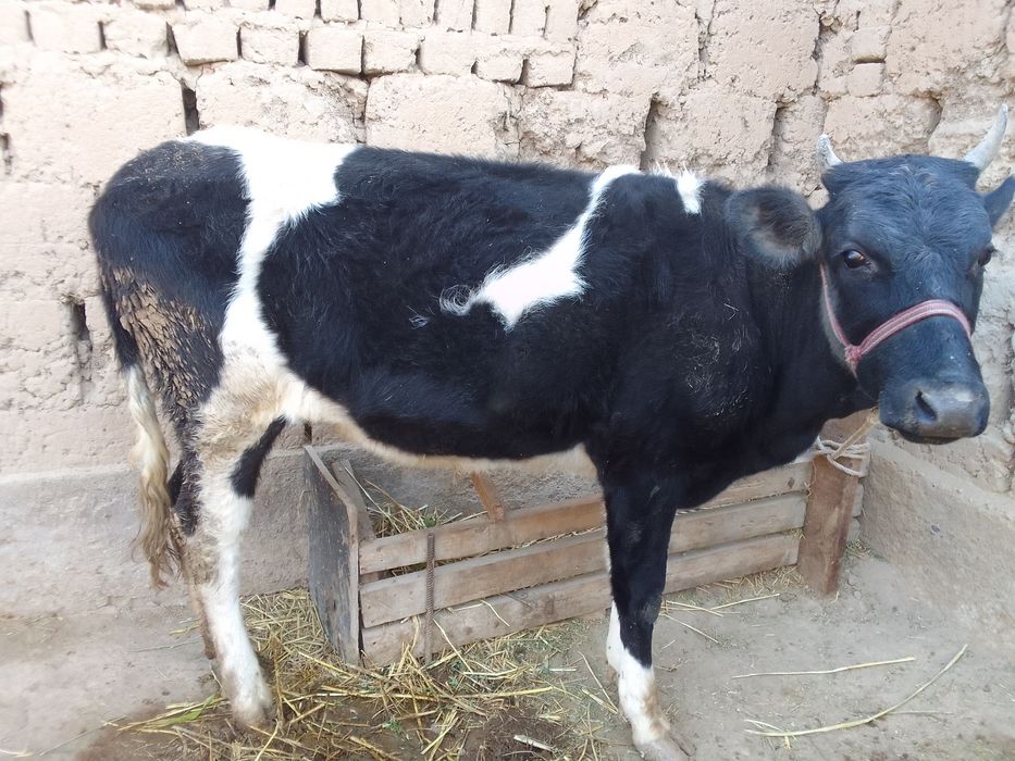 Срочно кашар сатылады