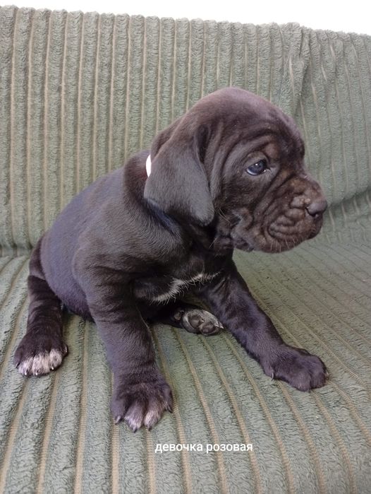 Кане Корсо Cane Corso Italiano