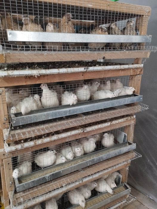 Продам. Перепела