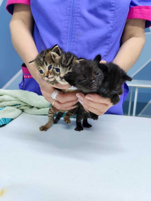 Прекрасные Котята в добрые руки