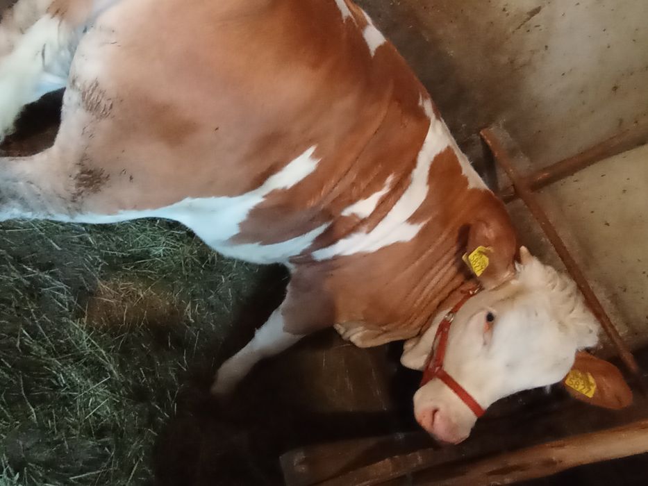Vând vițea de carne