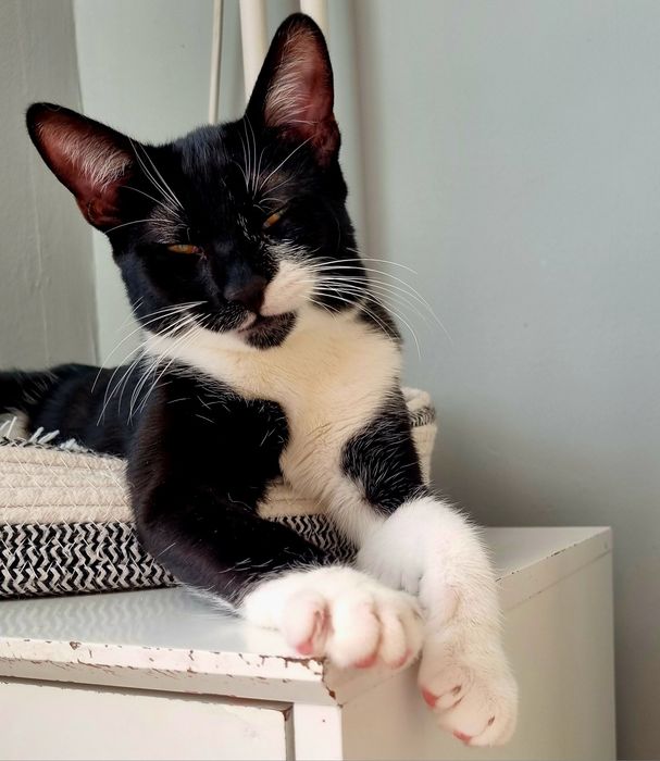 Търси осиновители