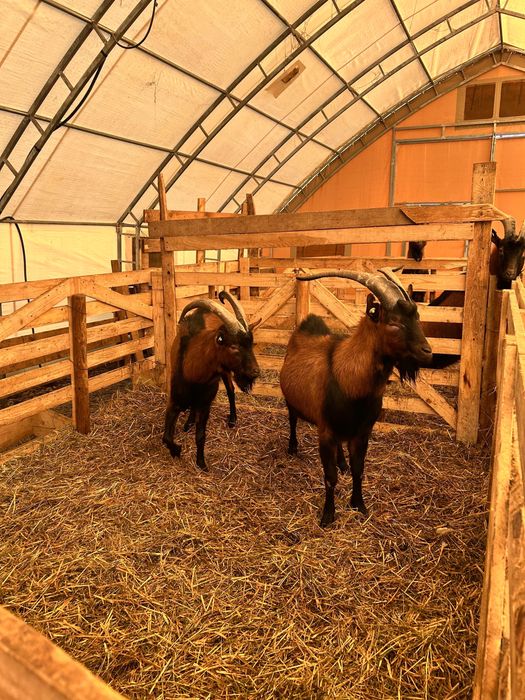 Vand 2 Tapi Alpini Francezi